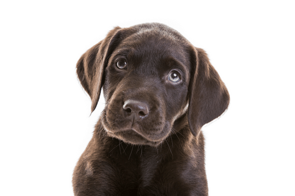 Labradorliefhebbers.nl