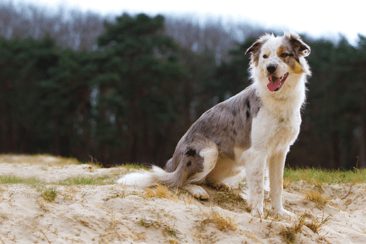 De Blue merle Border Collie