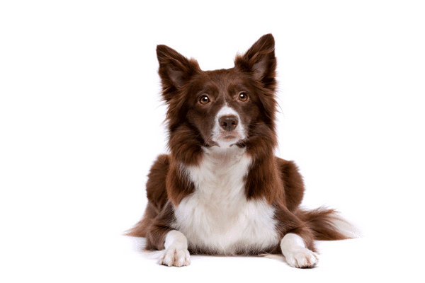 De rode en bruine Border Collie