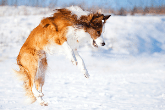 De sable Border Collie