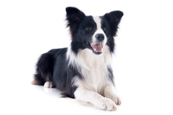Zwart witte Border Collie