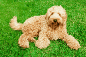 Labradoodle in het gras