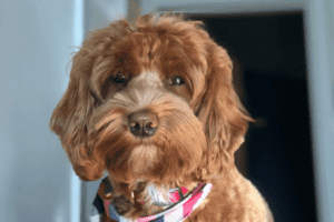 Schattige Labradoodle