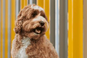 Labradoodle kijkt weg