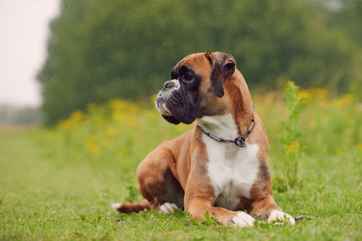 Boxer liggend