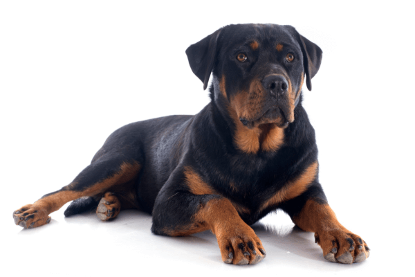 De rottweiler