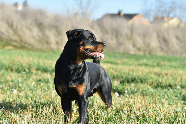 Rottweiler kijkt weg