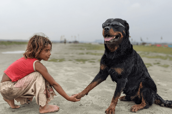 Rottweiler op het strand