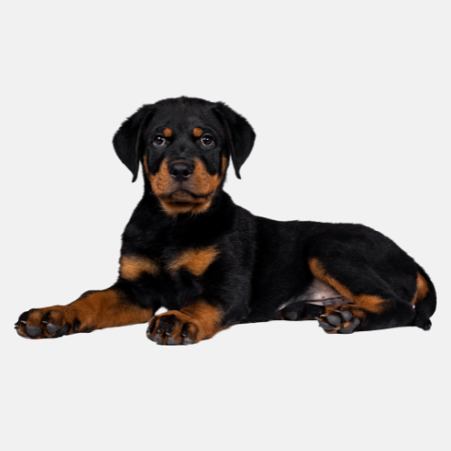 Rottweiler pup