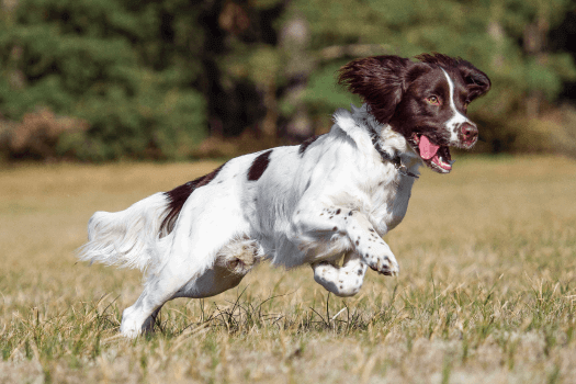 Springer Spaniel aan het rennen