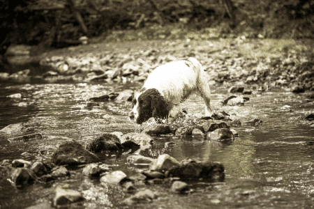 Springer Spaniel bij rivier