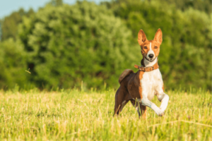 Basenji in het gras