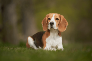 Beagle in het gras