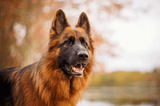Bruine Duitse herder