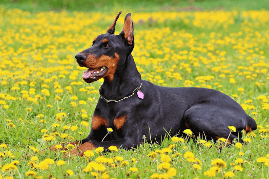 Dobermann in het gras