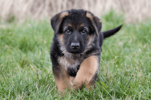 Duitse Herder puppy