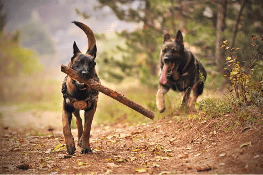Twee Duitse Herders 