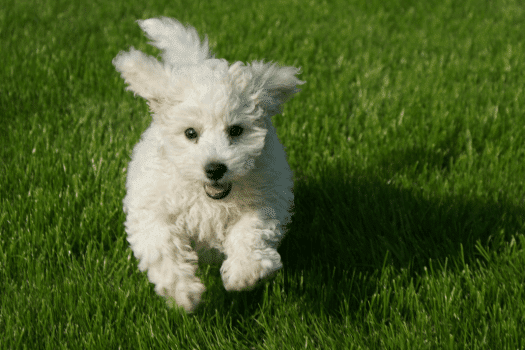 Bichon Frisé