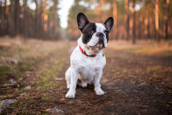 Franse Bulldog in het bos