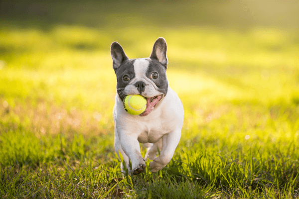 Franse Bulldog met tennisbal 