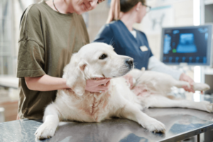 Hond gaat gesteriliseerd worden