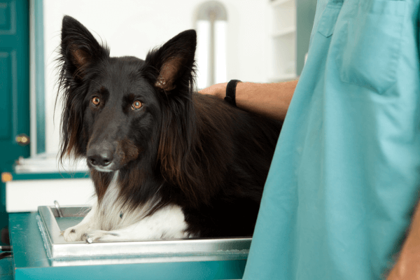 Hond met mastceltumoren
