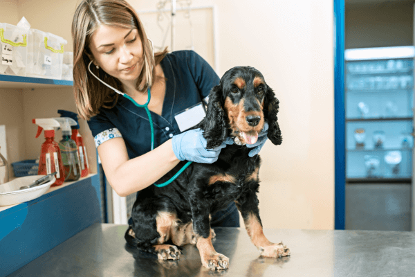 Hond wordt bij de nek gecontroleerd door dierenarts