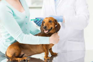 hond met eigenaar bij de dierenarts