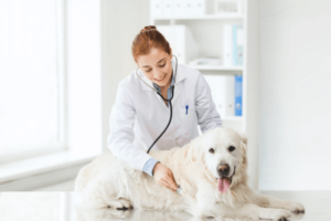 witte labrador liggend bij de dierenarts