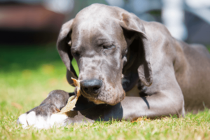 Hond aan het kauwen op kippenpoten