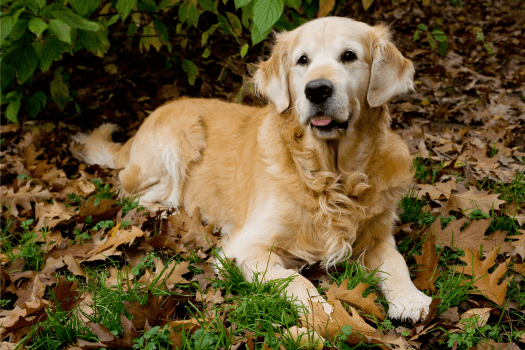 Max de golden retriever