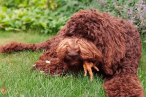 Hond geniet van kippenpoot