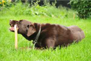 Hond aan het kauwen op natuurlijk kauwbot
