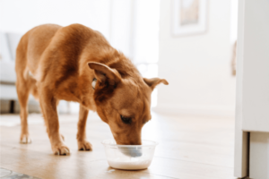 Hond drinkt karnemelk