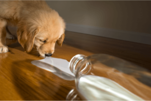 Hond drinkt karnemelk