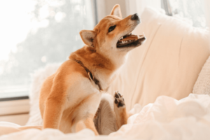 Hond heeft allergie voor een teek