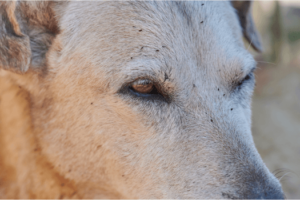 Hond met veel vlooien