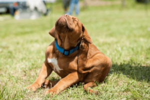 Hond zwaar aan het krabben