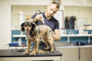 hond aan het scheren