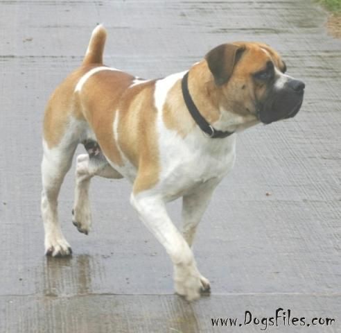 Piebald boerboel