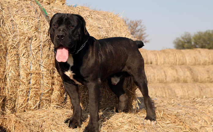 Zwarte boerboel