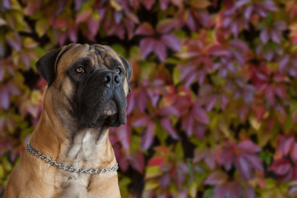 Boerboel