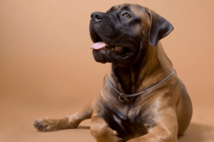Boerboel