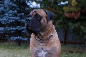 Boerboel