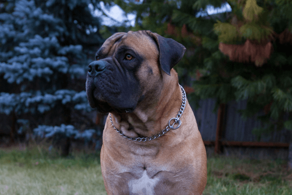 Boerboel