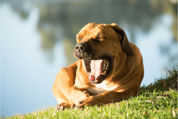 Boerboel aan het gapen