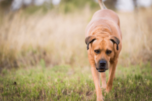 Boerboel in het gras