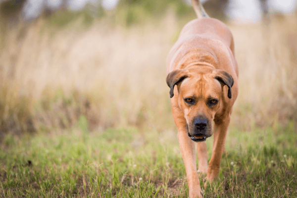 Boerboel in het gras