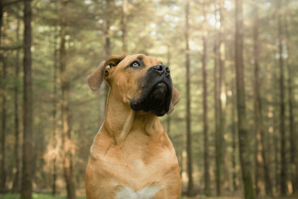 Boerboel kijkt naar boven