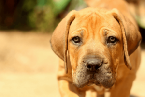 Boerboel pup